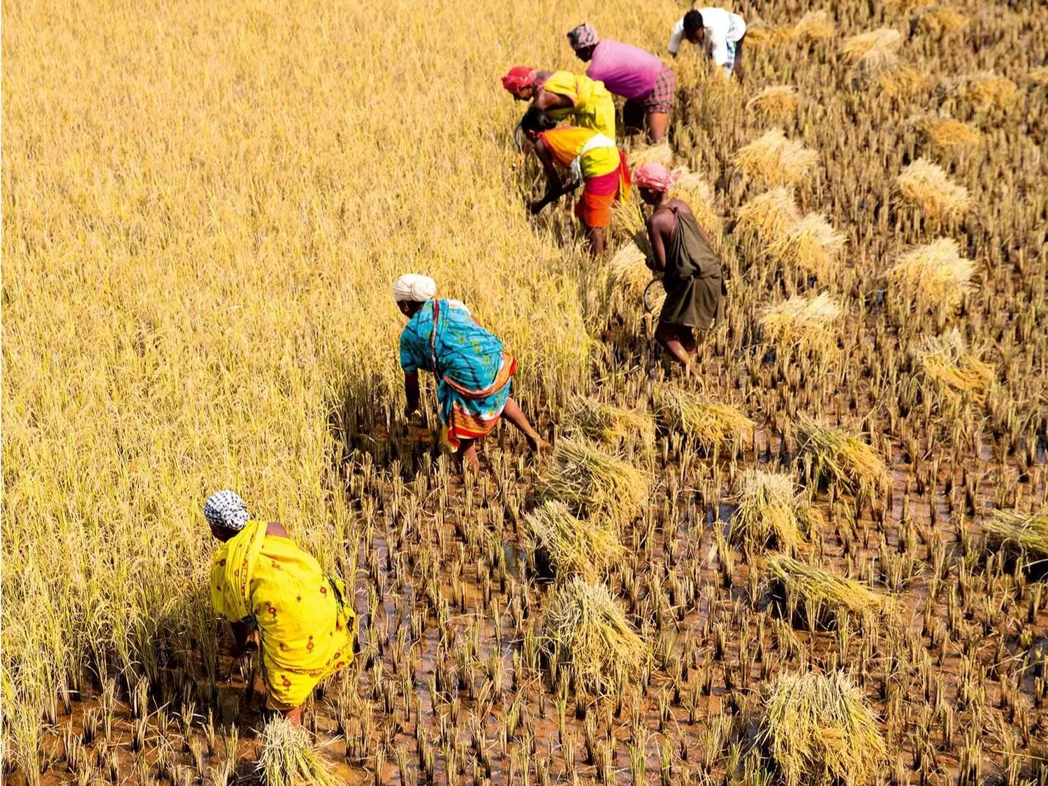 Workers harvesting a golden paddy field by hand.